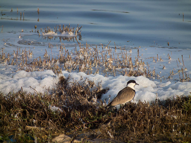 Lake Retba Bird and salt foam